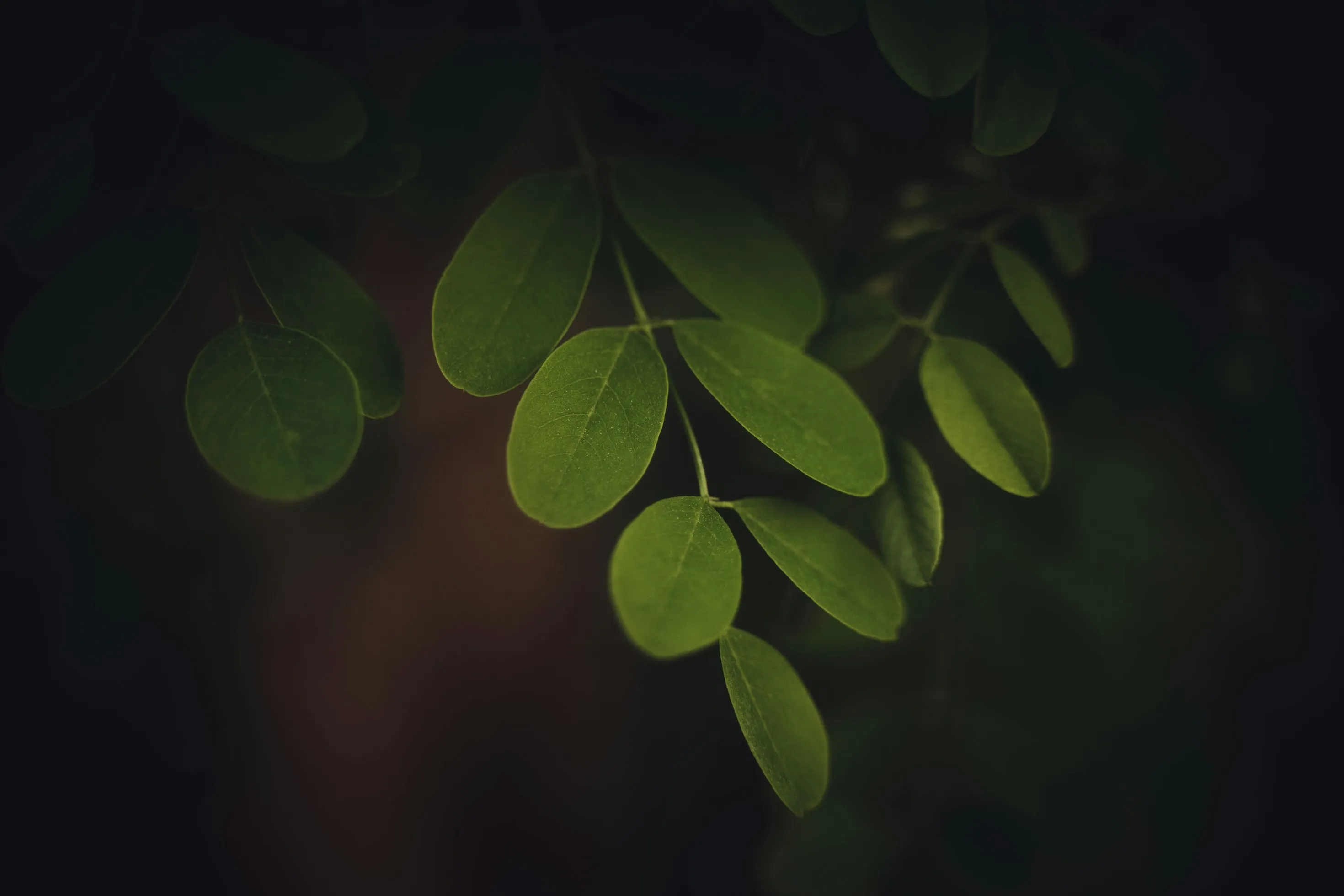 Green Conceptors Blog