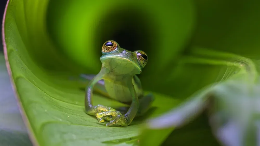 Green emerald glass frog on a leaf on a blurred
