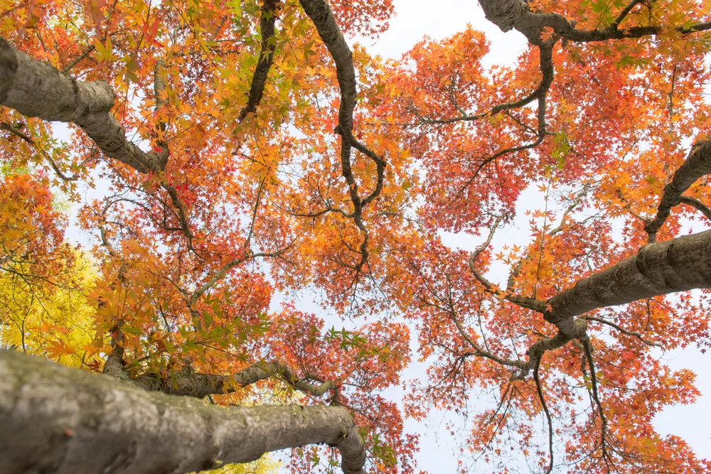 trees and plants